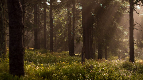 Warm-toned image of forested area