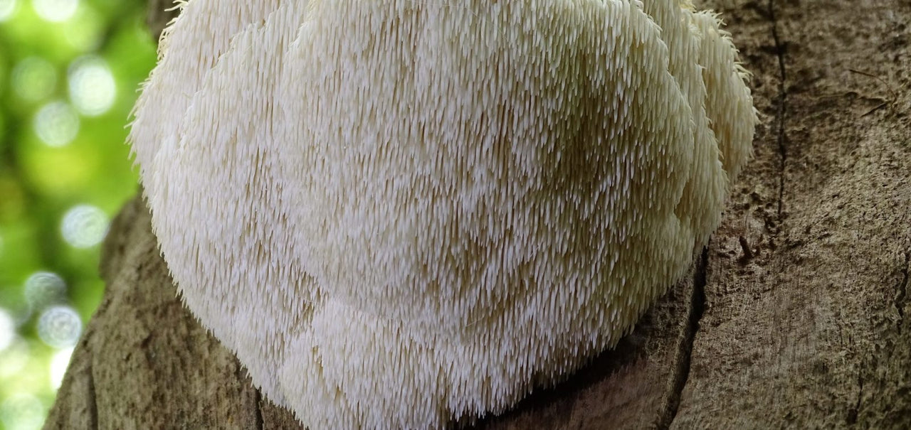 Benefits of Lion’s Mane Mushroom