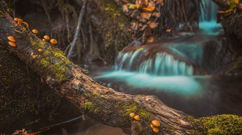 Image of branch covered in lichen and mushrooms, leaning across a stream of turquoise coloured water in a forested area for the blog post: “Mushroom Moment: The Health Benefits of Medicinal Mushrooms”